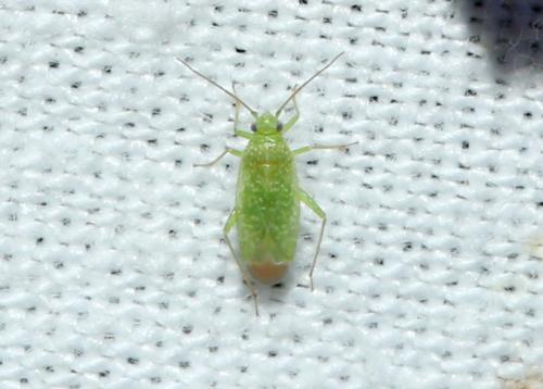 Orthotylus flavosparsus